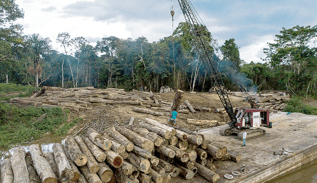 Perjuicio. El Congreso cambió la Ley Forestal, que ahora promueve la titularidad de áreas deforestadas. Es un retroceso. Foto: difusión