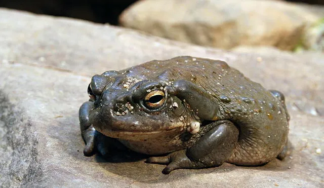 Las toxinas del sapo de río Colorado tienen efectos alucinogenos.