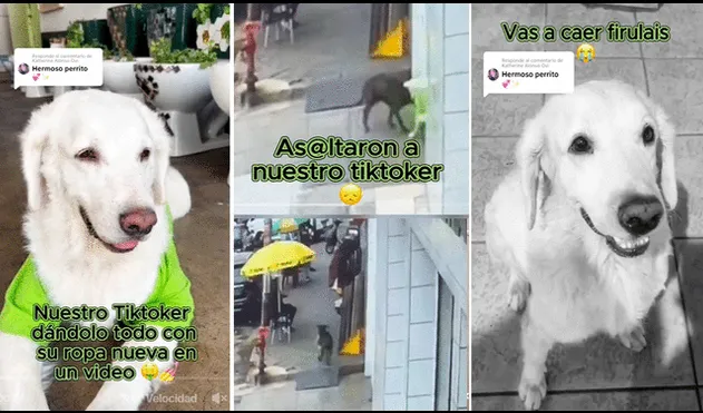 Las imágenes del ‘asalto’ del can se volvieron virales y miles no tardaron en dejar sus curiosos comentarios. Foto: composición LR/TikTok/@mundodelascerámicas.sac