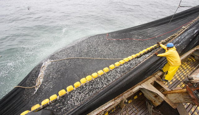 Pesca de anchoveta. La Dirección General de Supervisión, Fiscalización y Sanción realiza el seguimiento del límite de captura, así como del límite de la pesca incidental. Foto: Produce