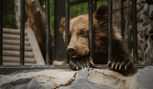 Después de 11 años de lucha, el país de América Latina se ha convertido en el primer país del mundo en cerrar todos sus zoológicos estatales. Foto: Shutterstock. Video: EFE