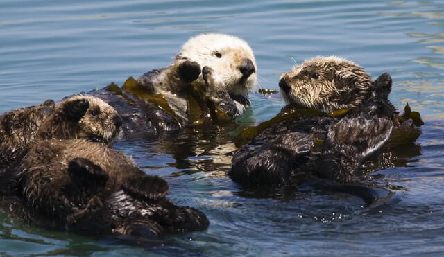 Las nutrias dañan su dentadura al comer animales con caparazones duros. Foto: Picture Nature