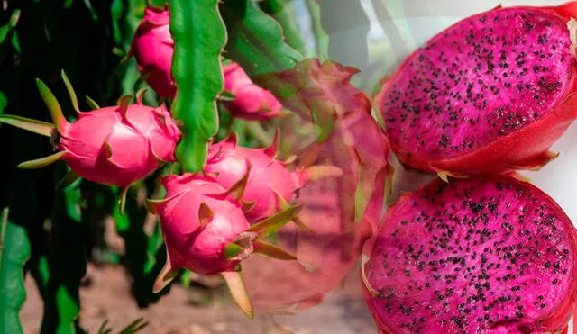 La fruta del dragón es buena para la digestión. Foto: composición LR