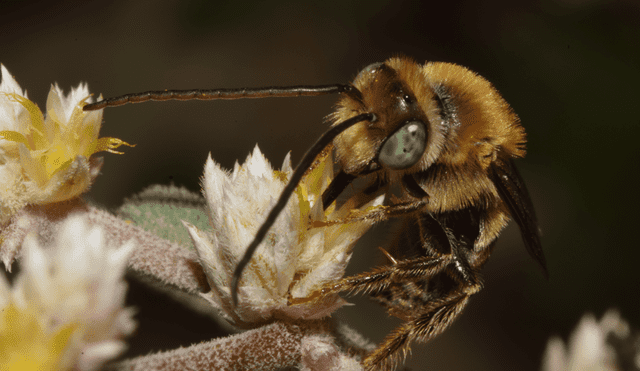 En Perú existen alrededor de 800 especies de abejas. Foto: Yannet Quispe Delgado / Huarango Nature