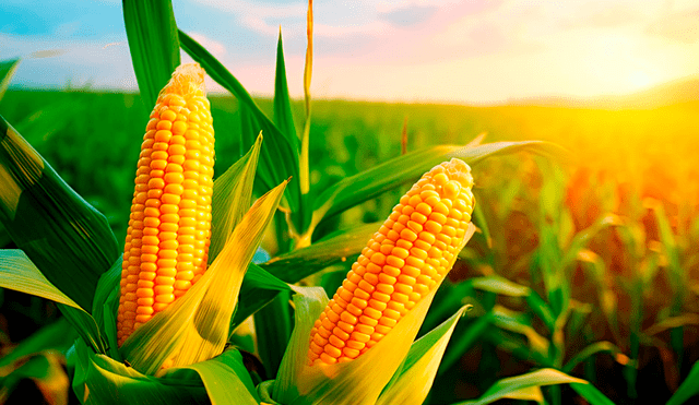 La producción mundial de maíz para el ciclo 2023/24 alcanzaría 1235,7 millones de toneladas.Foto: Gaceta UNAM