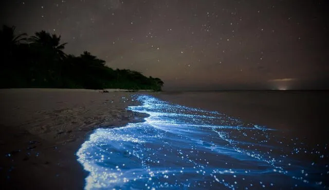 Un llamativo fenómeno, que ocurre en pocos lugares del mundo, ilumina las aguas de una isla sudamericana. Foto: Freepik. Video: Generalis channel