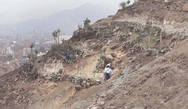 Esfuerzo. En las laderas del cerro se multiplica la vegetación. La gente de la zona apoya esta labor. Foto: Félix Contreras