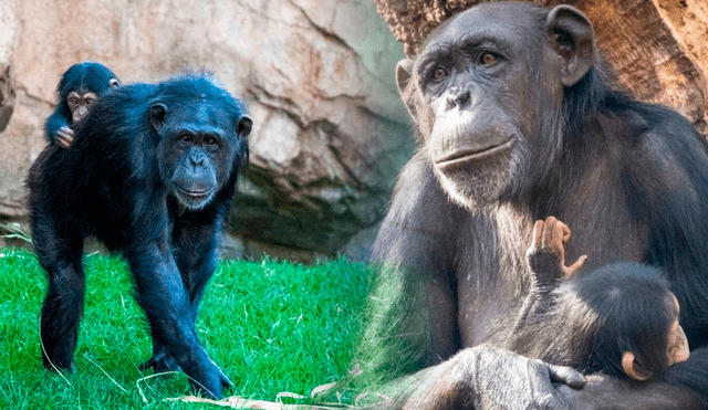 El comportamiento del chimpancé hembra Natalia ha podido ser visto antes entre la especie. Fotos: Bioparc
