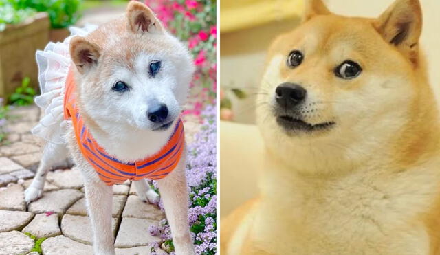 Kabosu, la perra japonesa por el meme Doge, murió en Japón. Foto: composición LR/ Instagram/kabosumama