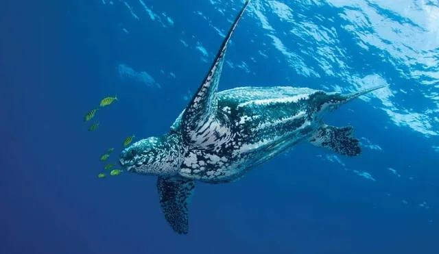 La tortuga laud podría desaparecer en el año 2030, según un informe de Oceana Europe. Foto: MadBlue