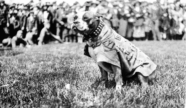 No todos lo conocen; sin embargo, este perro tiene un gran prestigio por su valentía en la Gran Guerra. Foto: El Blog Insostenible