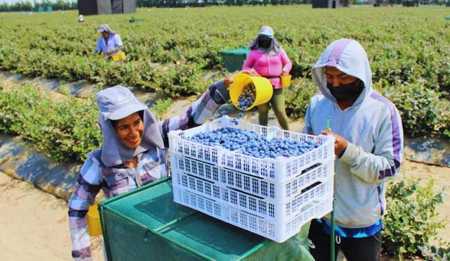 Agroexportadoras crecieron en 4,2% Foto: Andina
