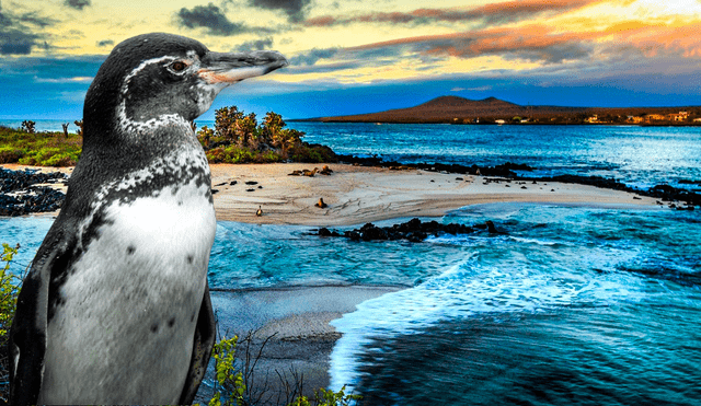 Las Islas Galápagos está ubicada en uno de los países de Sudamérica que fue reconocido por la UNESCO. Foto: Composición LR | Global Penguin Society | Pinterest