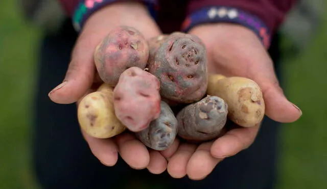 En el Perú existen alrededor 3,500 variedades de papa. Foto: Andina