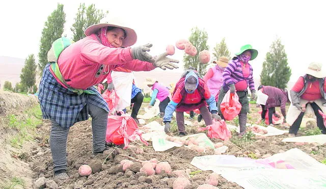 Inequidad. Falta de capacitación técnica y de registro mantiene al grueso de familias a la merced de los intermediarios comerciales. Foto: difusión