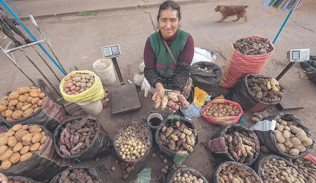 Identidad. Presente en todos los mercados y hogares del país, la papa o patata es parte de nuestro ser colectivo. En Junín, en la región central andina de nuestro país, es casi como la vida misma. Foto: AFP