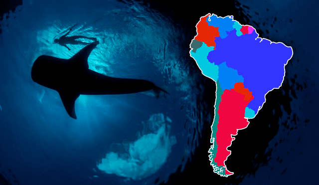 El pez más grande del mundo no es carnívoro y lo encuentras en aguas tropicales. Foto: composición Gerson Cardoso/LR/ TripAdvisor