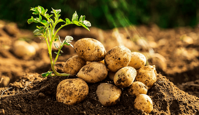 El Centro Internacional de la Papa (CIP) en Perú desarrolló la 'papa Matilde', una variedad que no solo es resistente al tizón tardío, sino que también se adapta a las condiciones climáticas de la región andina. Foto: Composición LR/24horas/Flickr.