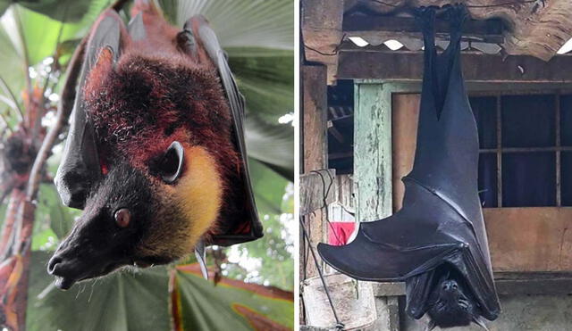 Filipinas ha iniciado esfuerzos de conservación, pero se necesita más investigación y educación para proteger el murciélago más grande del mundo. Foto: composición LR  Reddit/inaturalist
