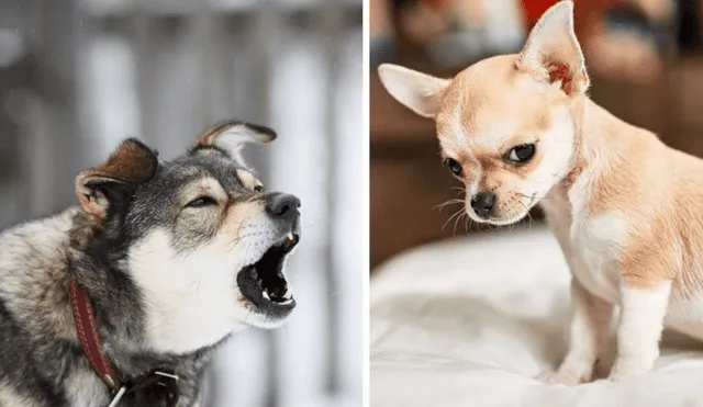 Los perros tienen el sentido del olfato mejor desarrollado que los humanos. Foto: composición LR/Mundo deportivo/National Geographic