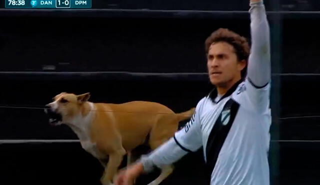 El fútbol uruguayo se volvió viral por una pecular escena en el que apareció un perro en la tribuna. Foto: captura/Star Plus