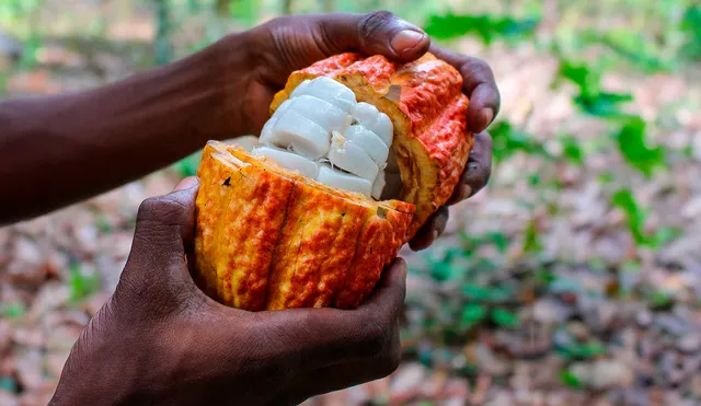 La nueva receta aprovecha la pulpa y la cáscara del cacao. Foto: ETH Zurich