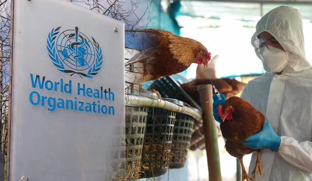 OMS confirma primer muerte de paciente contagiado con gripe aviar H5N2 en México