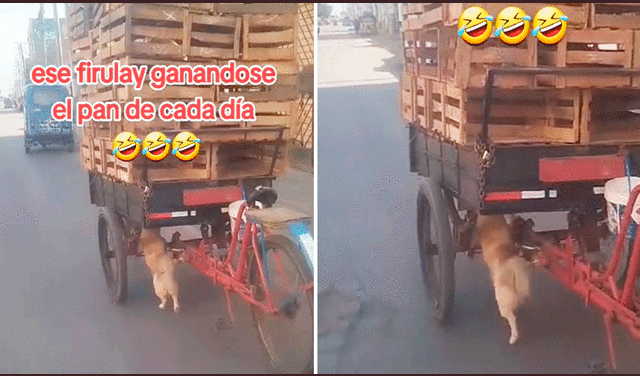 Usuarios en TikTok aplaudieron al perrito por su esfuerzo en el trabajo. Foto: composición LR/YouTube/@juniormattaloyola