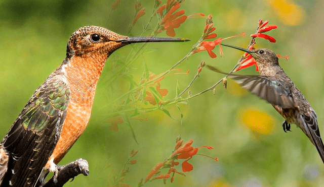 Este bello y gigante animal vuela en más países de América Latina. Foto: composición LR/Ecoregistros