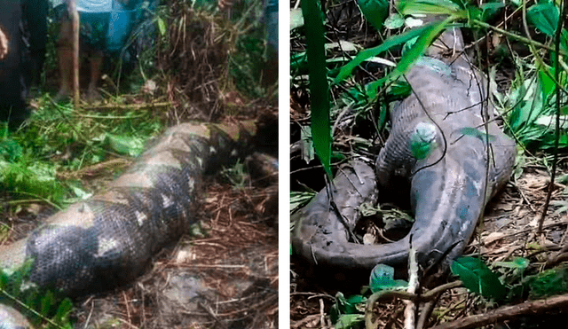 Este no es el primer caso de ataque por parte de esta serpiente registrado en Indonesia. Foto: Composición LR/Captura X.