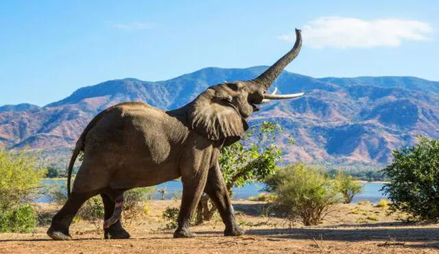 Los elefantes han evolucionado su lenguaje al momento de llamarse entre ellos. Foto: Istock/ExpertoAnimal