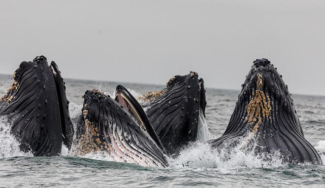 El 'vomito de ballena', o ámbar gris, es una sustancia que se forma en el sistema digestivo de los cachalotes. Foto: Computer Hoy.   