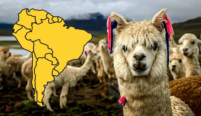 La migración de los camélidos sudamericanos a Norteamérica inició en los años 80. Foto: composición LR/tv perú