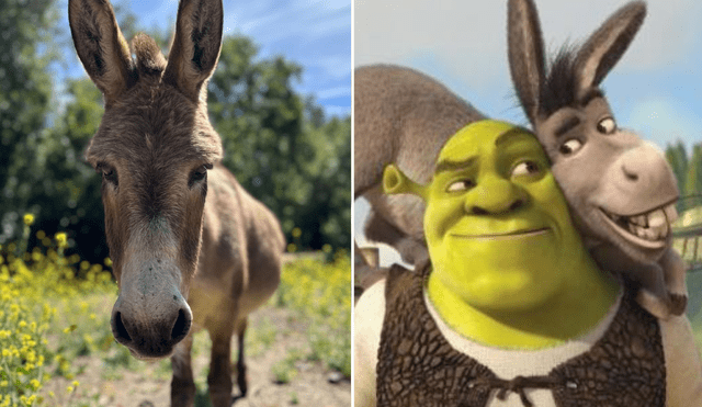 El burro más querido apareció por primera vez en la película de 'Shrek' en 2001. Foto: composición LR/BPDONKEYS