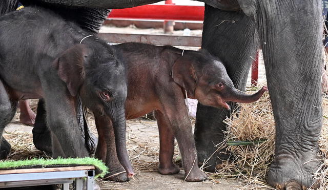 La llegada de los pequeños mamíferos ha sido celebrada como un símbolo de esperanza y diversidad biológica. Foto: Manan Vatsyayana / AFP