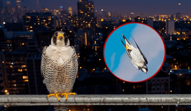 Los halcones están adaptados para vivir en diversos hábitats. Foto: composiciónLR/Audubon/Aves de Lima