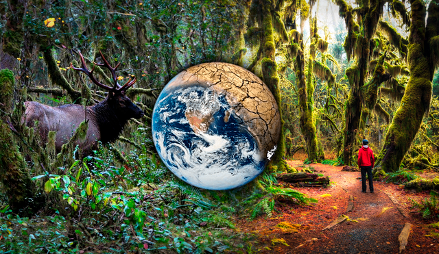 El Hoh Rain Forest, en Washington, es considerado uno de los bosques resistentes al cambio climático. Composición: LR