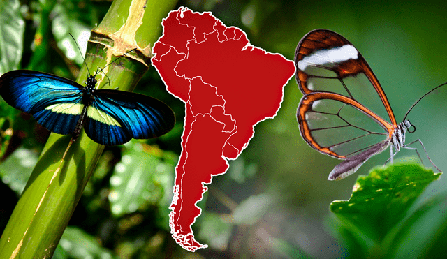 La presencia y diversidad de mariposas son indicadores importantes de la salud y diversidad de los ecosistemas. Foto: composición de Gerson Cardoso/LR/Freepik. Video: AFP