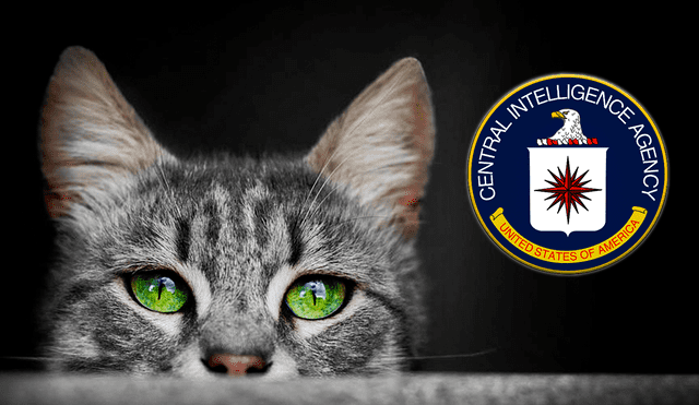 La CIA entrenó a un gato durante cinco años para espiar a la Unión Soviética. Foto: Composición LR | Freepik | Klipartz