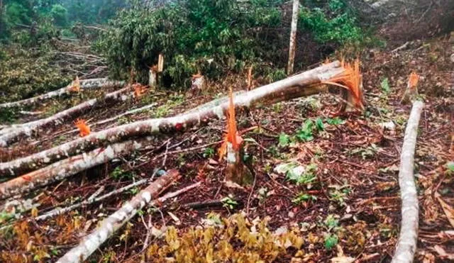 “Estas acciones constituyen un delito, ya que está prohibido la deforestación en áreas de conservación regional”, dijo el jefe de la ACR Cordillera Escalera, Queny Pinedo Pezo. Foto: Andina