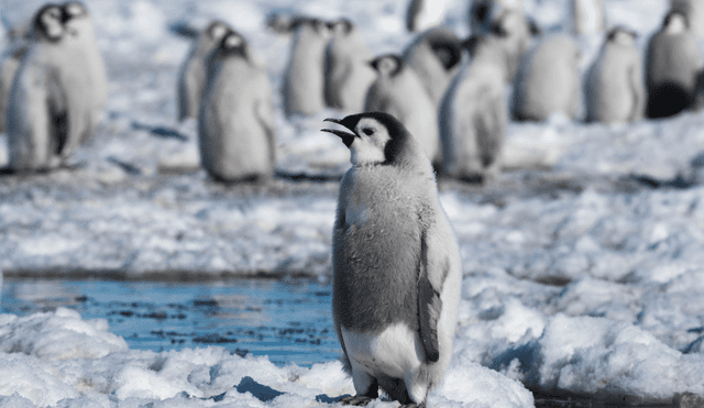 En el frío extremo, los pingüinos emperadores deben moverse para mantener su temperatura corporal. Foto: tobynz/ArgentiNat