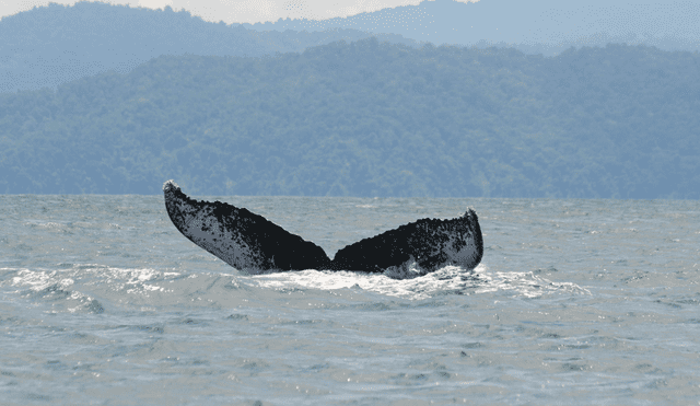 La migración de las ballenas jorobadas en el Pacífico es una de las más largas conocidas en el reino animal. Foto: Natalia Botero / Fundación Macuáticos Colombia