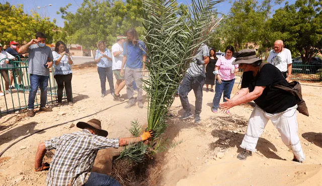 Sarah Sallon, experta en medicina natural, trasplanta una palmera cultivada con una semilla de hace 2.000 años. Foto: AFP