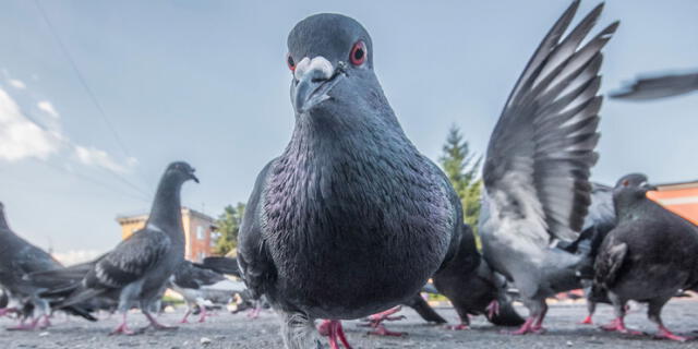 Soñar con palomas cuenta con distintas interpretaciones, de acuerdo al contexto con el que se desarrolla. Foto: Rendokil