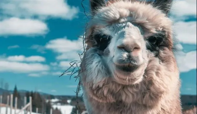 Se estima que el kilogramo de fibra de alpaca en el Perú cuesta S/24; mientras que, en el extranjero, unos US$38. Las regiones con mayor cantidad de ejemplares son Puno (39,6%), Cusco (14,8%) y Arequipa (12,7%). Foto: difusión