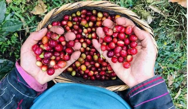 Se llevó a cabo la renovación de cafetos con más de 25 años de antigüedad. Foto: difusión