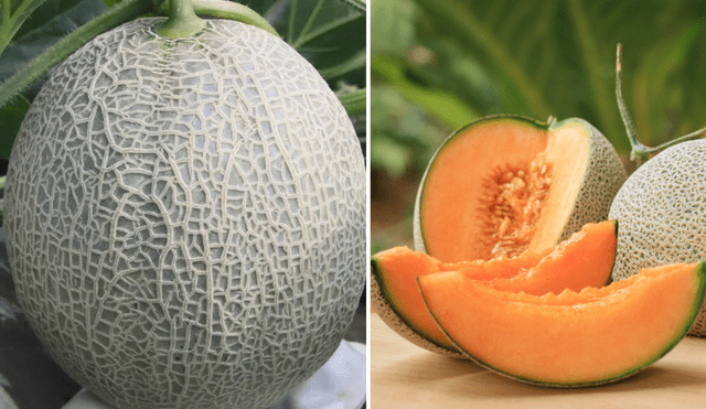 La fruta más cara del mundo se cultiva en Japón. Foto: composición LR/ Hermetise Singapore/ Yubari Melon