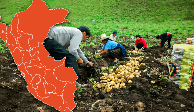 El sector agrícola es uno de los más importantes para la economía peruana. Foto: composición LR - Jazmín Ceras/Radio Cativalú
