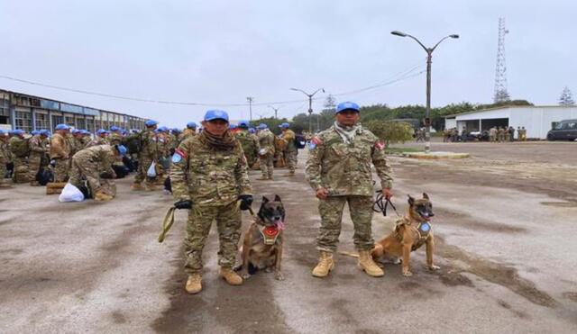 Dos perros peruanos de raza pastor belga malinois serán enviados a mision en Africa. Foto: Mindef