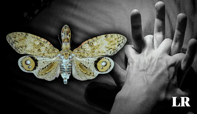 Este insecto con alas de mariposa habita en el Amazonas. Foto: composición LR/ Animalia.bio